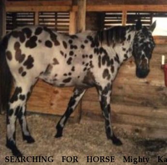 SEARCHING FOR HORSE Mighty Kas Moonlight, REWARD  Near Center hill , FL, 33514